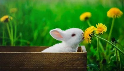 球天下-德国队欧洲杯初选大名单：诺伊尔领衔，维尔茨在列